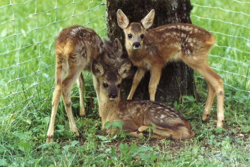 Ferienhof Unterfuehrholzergut Klaus an der Pyhrnbahn Bagian luar foto