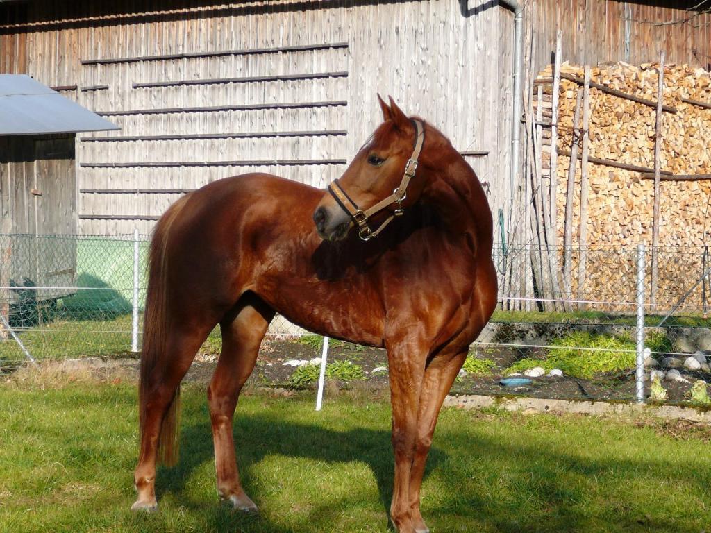 Ferienhof Unterfuehrholzergut Klaus an der Pyhrnbahn Bagian luar foto